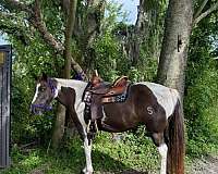 all-around-spotted-saddle-pony