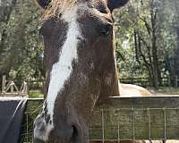 trail-riding-spotted-pony