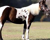 ridden-english-spotted-saddle-pony