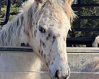 amateur-friendly-appaloosa-pony
