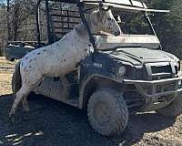 arabian-appaloosa-pony