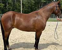 bay-gelding-for-sale