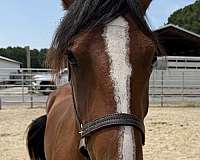 15-hand-draft-gelding