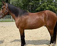 bay-draft-gelding