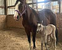 lethal-white-broodmare