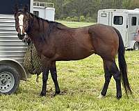 bay-overo-apha-broodmare