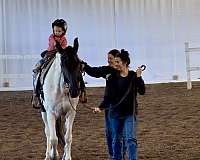 comfortable-gaits-tennessee-walking-horse