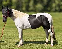 gaited-tobiano-tennessee-walking-horse