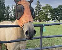 buckskin-halter-horse