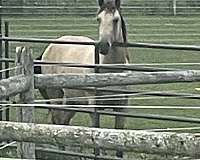 buckskin-quarter-horse-filly