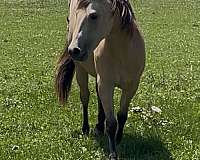 halter-quarter-horse