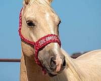 palomino-quarter-horse-gelding