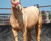 palomino-gelding-for-sale