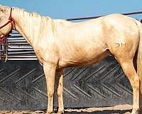 15-hand-quarter-horse-gelding