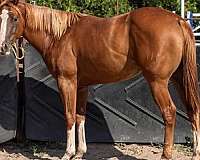 sorrel-flashy-halter-horse