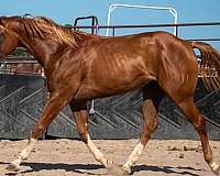 sorrel-quarter-horse-filly