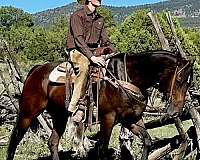 all-around-quarter-horse