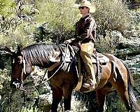finished-quarter-horse