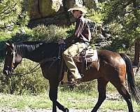 husband-safe-quarter-horse