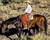 parade-quarter-horse