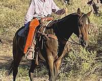 ranch-quarter-horse
