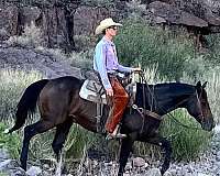 ranch-work-quarter-horse