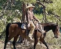 trail-quarter-horse