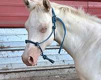 all-around-quarter-horse
