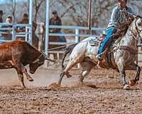 athletic-quarter-horse