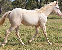 cremello-steer-wrestling-horse