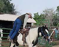 piebald-sidesaddle-horse