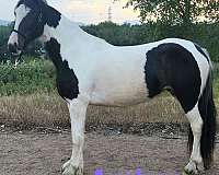barrel-gypsy-vanner-horse