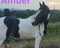 piebald-pack-horse