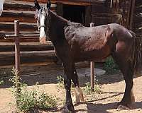 trick-shire-horse