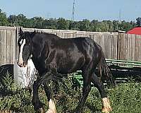 16-hand-shire-stallion