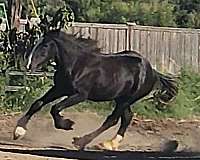 sidesaddle-shire-horse