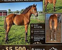 breeding-rocky-mountain-horse