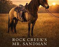 flashy-rocky-mountain-horse