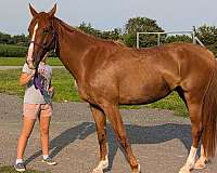 beginner-horse