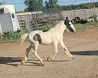 blue-eyed-gypsy-vanner-horse