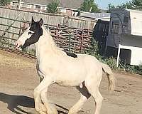 cross-gypsy-vanner-horse