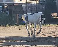 draft-gypsy-vanner-horse