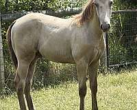 11-hand-kentucky-mountain-gelding