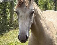 breeding-kentucky-mountain-horse