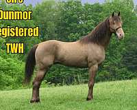 flashy-kentucky-mountain-horse