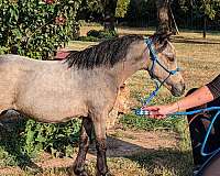 therapy-filly-weanling