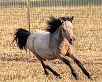 bubbles-miniature-horse
