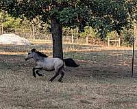 super-cute-miniature-horse