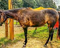 black-right-hind-white-coronethoof-horse
