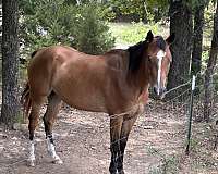 bay-all-around-cutting-horse
